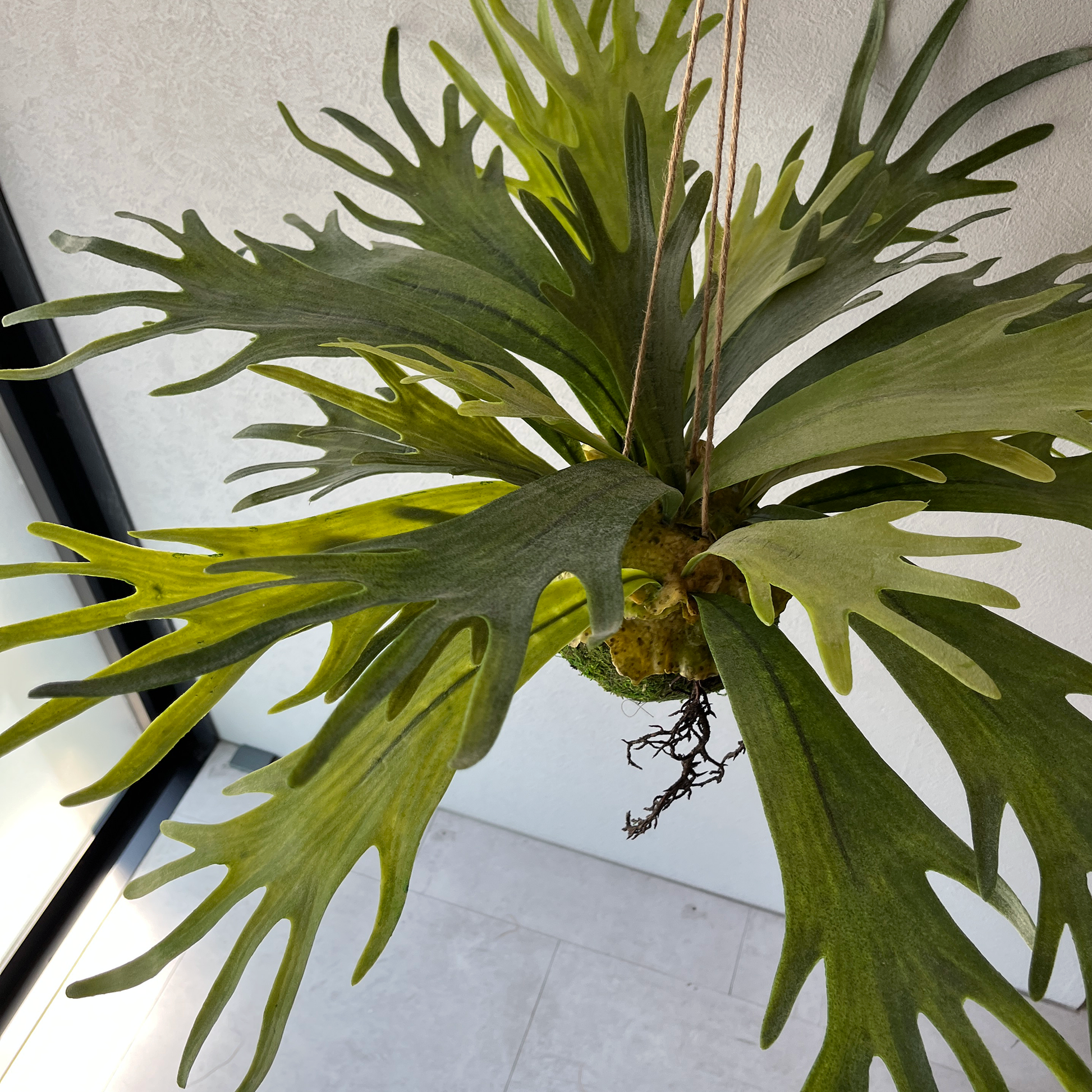 コウモリラン(ビカクシダ) Mossball / Atelier Works Collection コウモリラン(ビカクシダ) Mossball / Atelier Works Collection