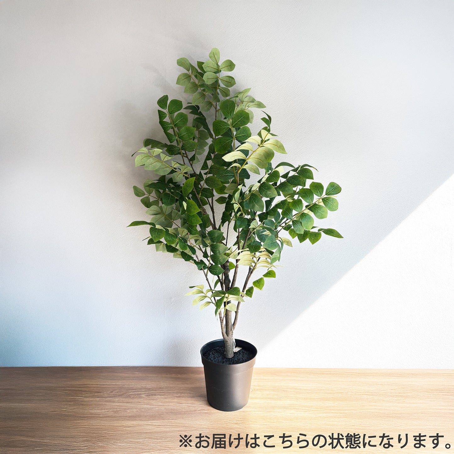 トネリコ 90cm 2