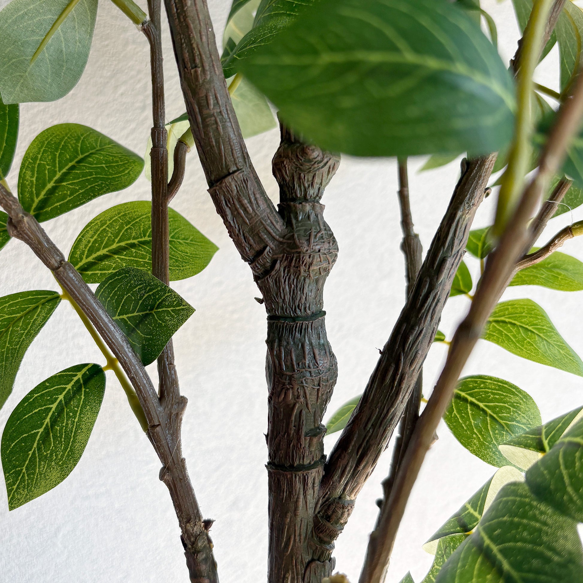 トネリコ 90cm 4