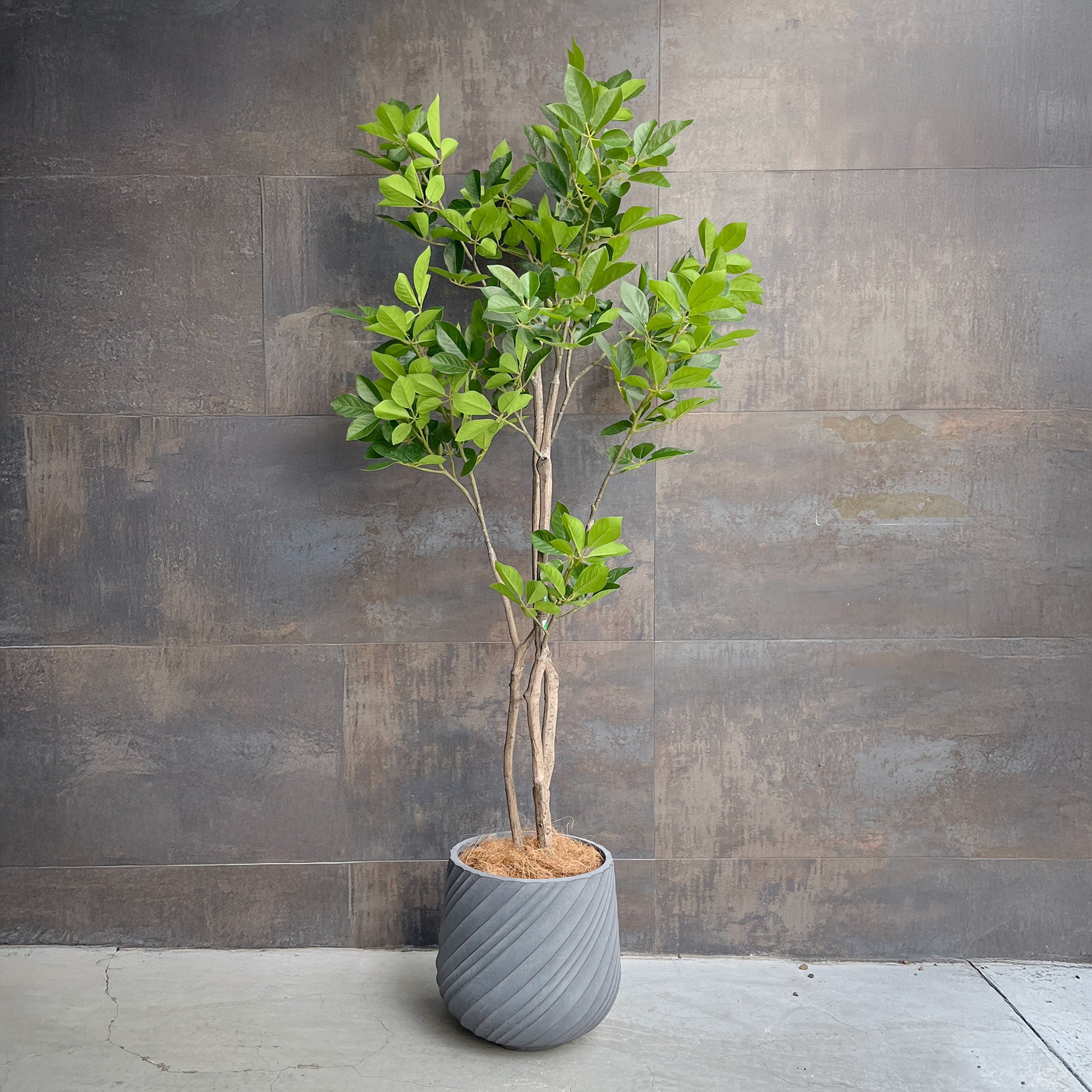 トランペットツリー 155cm 1