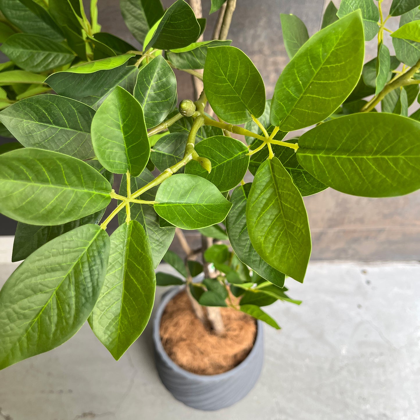 トランペットツリー 155cm 10