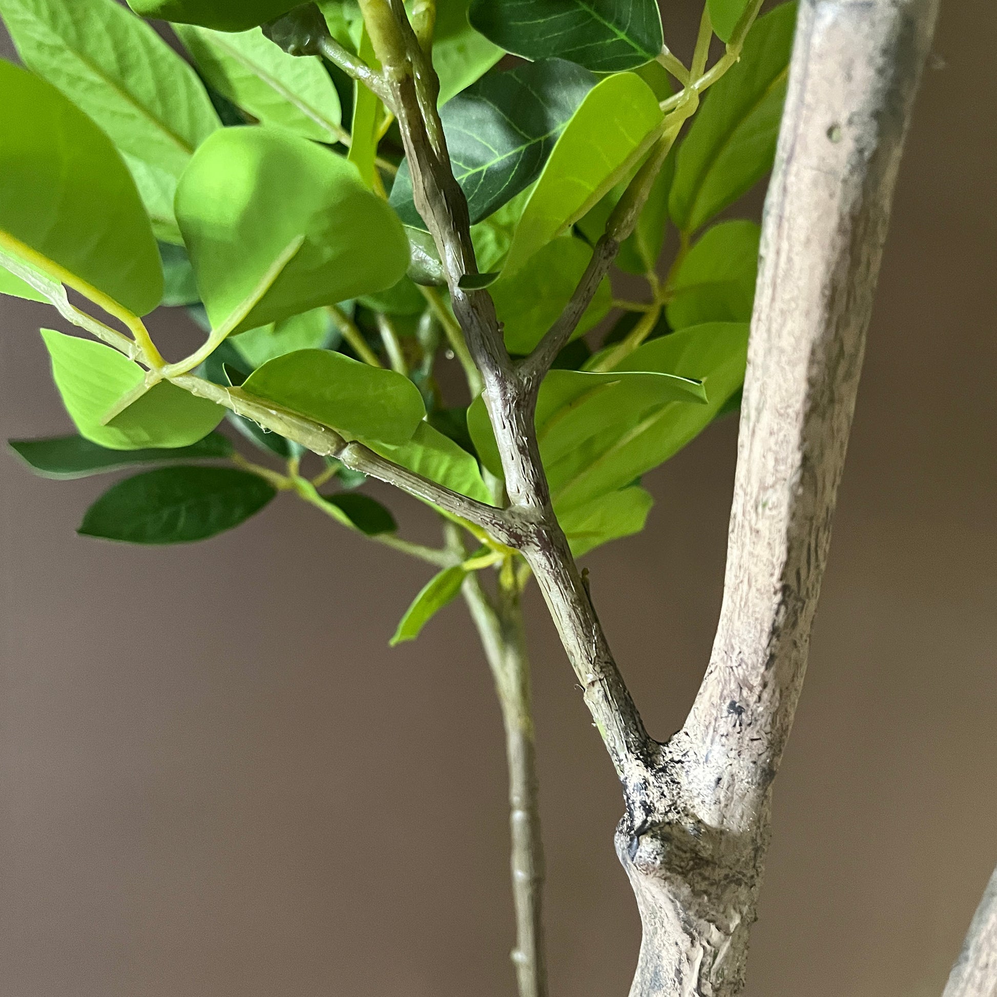 トランペットツリー 155cm 11