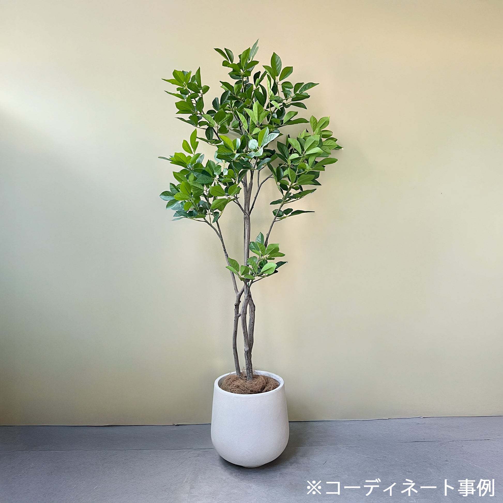 トランペットツリー 155cm 12