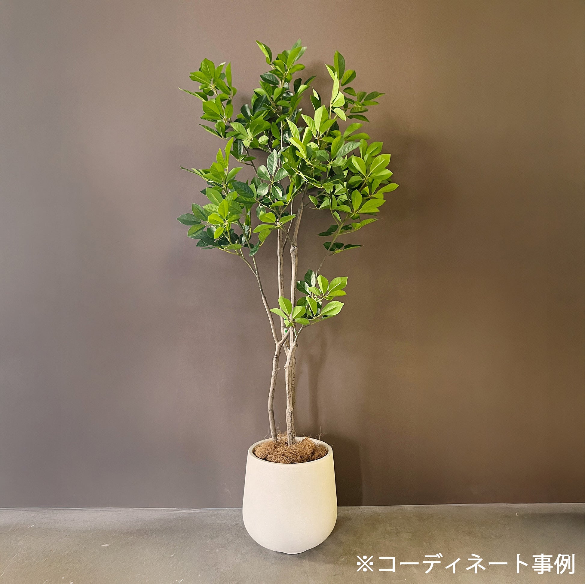 トランペットツリー 155cm 13