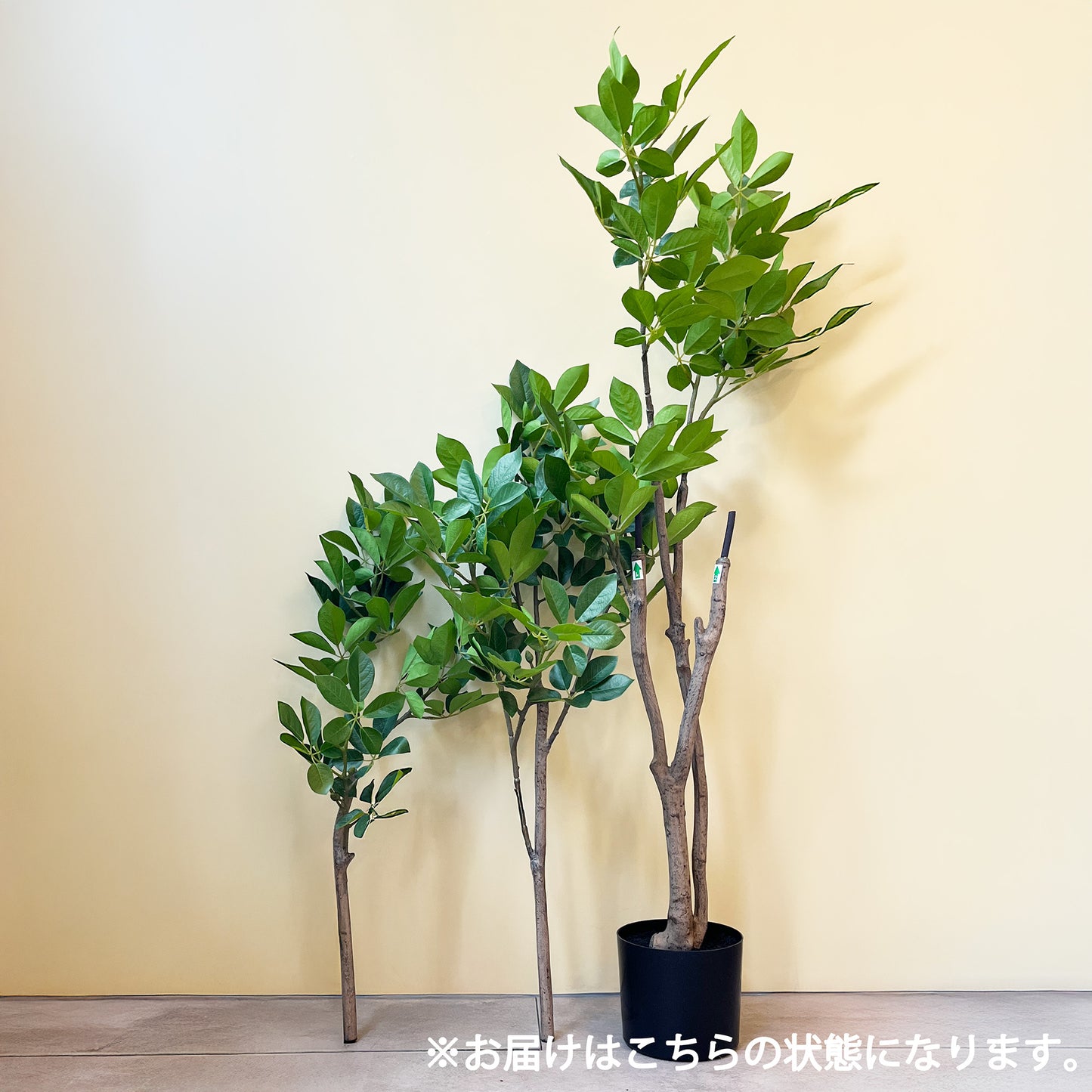 トランペットツリー 155cm 2