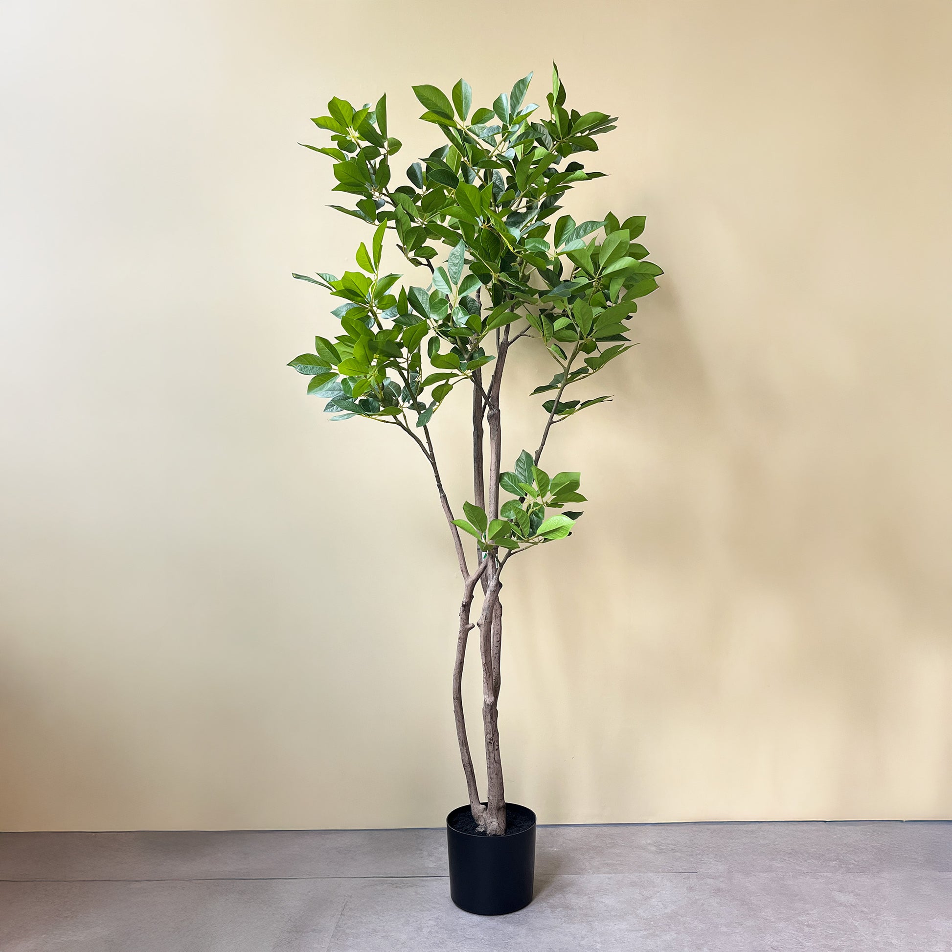 トランペットツリー 155cm 3