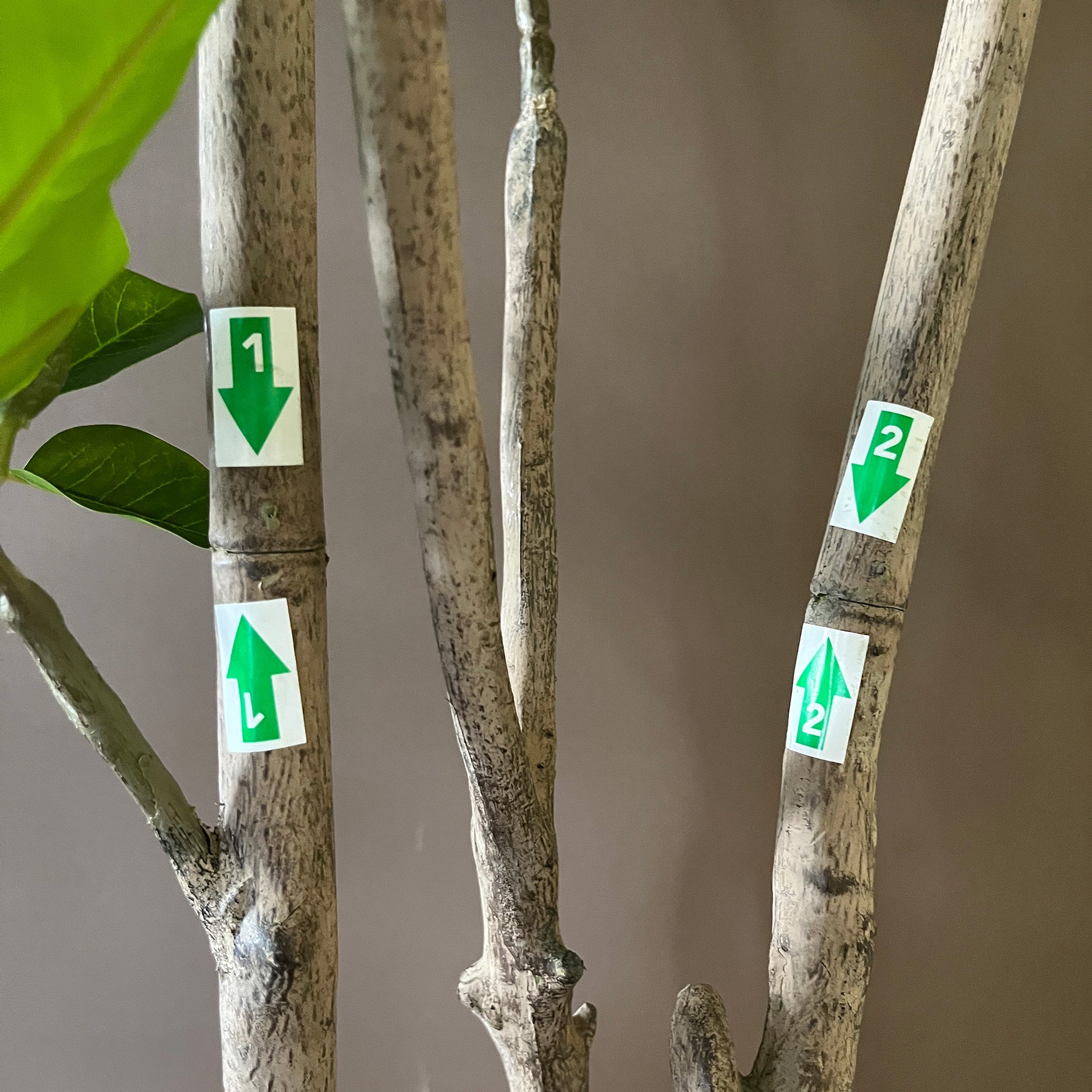 トランペットツリー 155cm 4