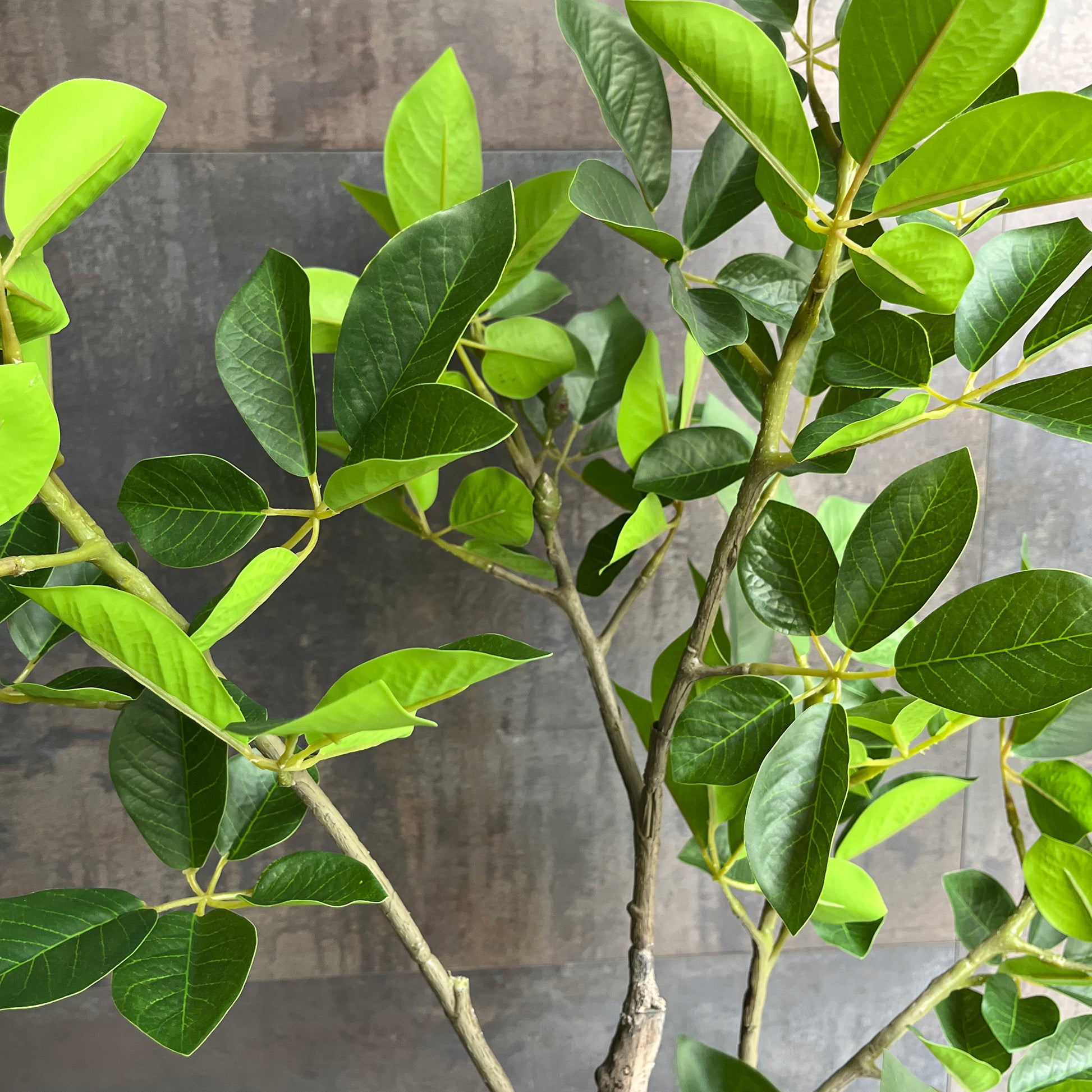 トランペットツリー 155cm 5