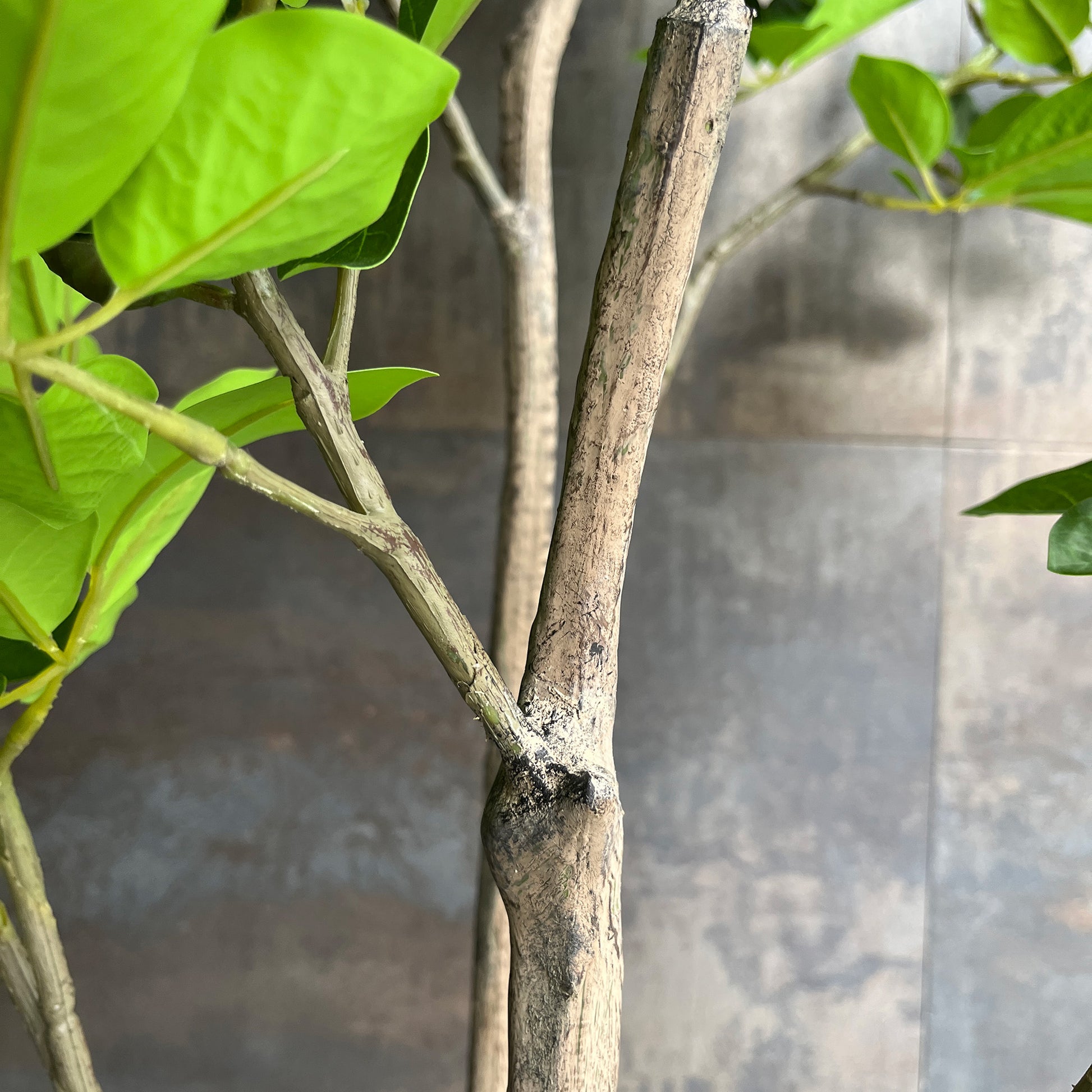 トランペットツリー 155cm 6