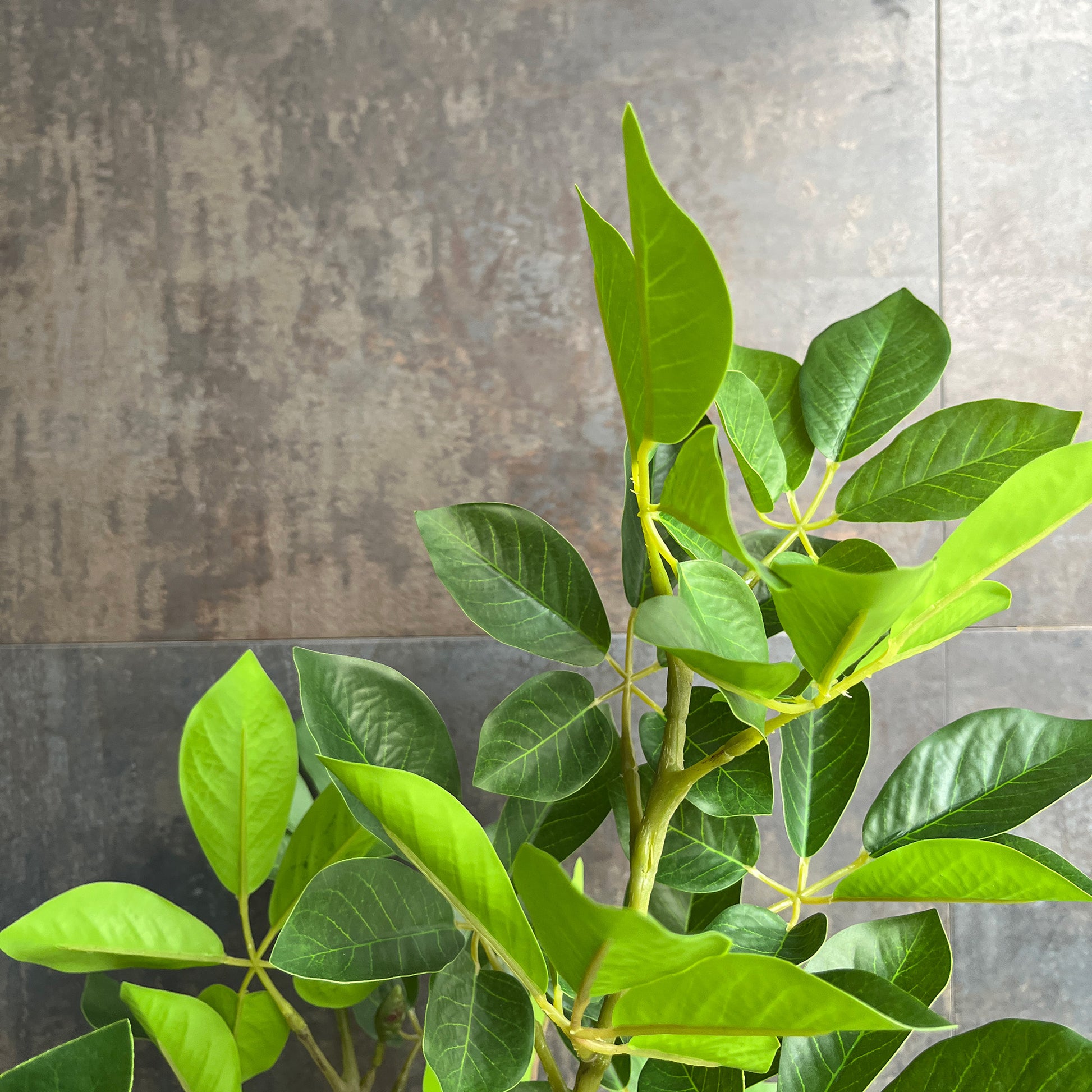 トランペットツリー 155cm 7