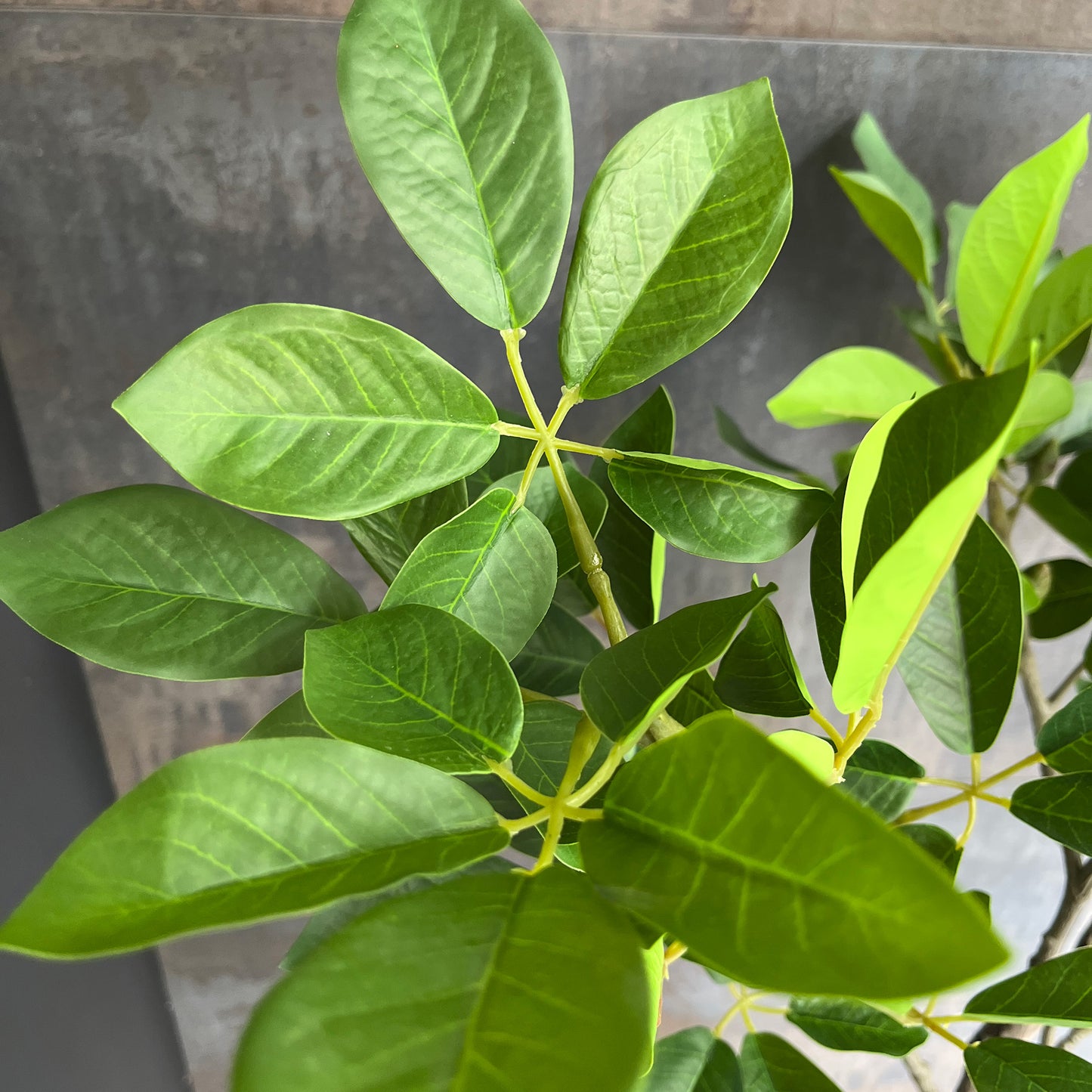 トランペットツリー 155cm 8