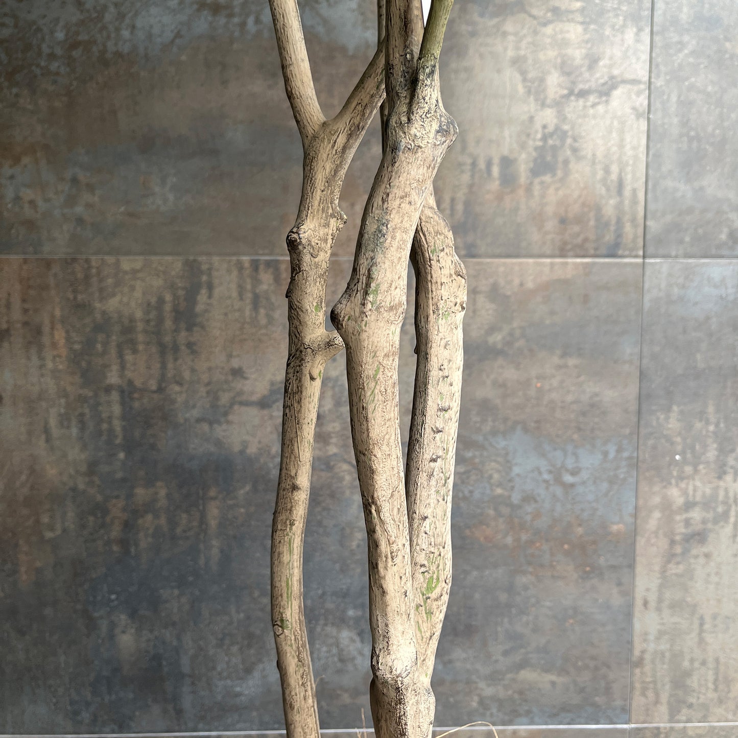 トランペットツリー 155cm 9