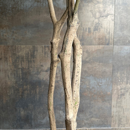 トランペットツリー 155cm 9