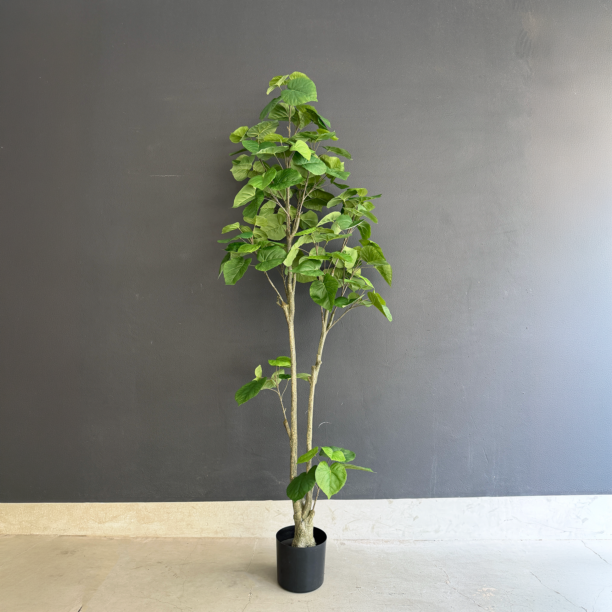 ウンベラータ コンフォートグリーン 180cm3