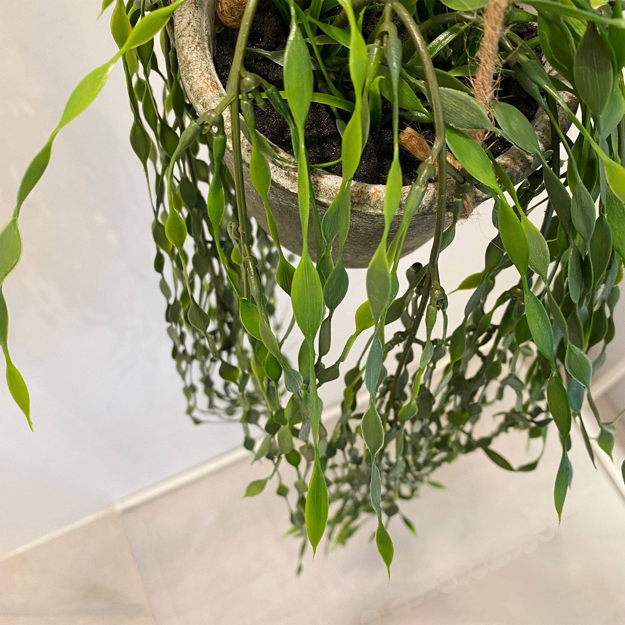 お人形や観葉植物、フェイク植物の入れ物に！ラタン製オーバル型吊り下げチェア お人形や観葉植物、フェイク植物の入れ物に！ラタン製オーバル型吊り
