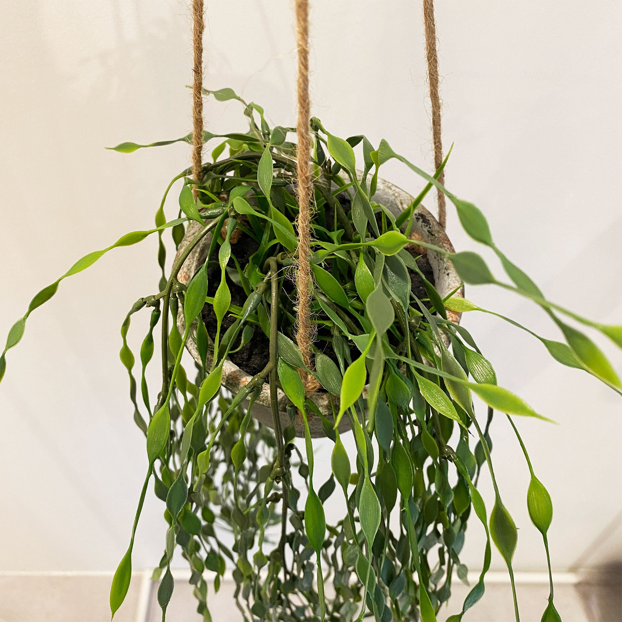 お人形や観葉植物、フェイク植物の入れ物に！ラタン製オーバル型吊り下げチェア お人形や観葉植物、フェイク植物の入れ物に！ラタン製オーバル型吊り