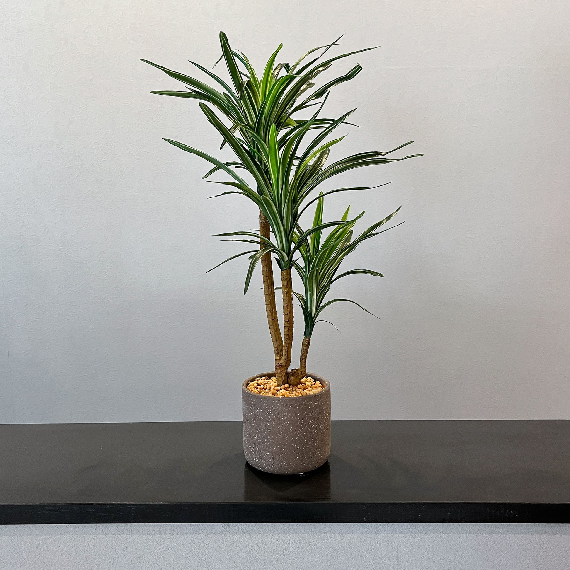 ユッカ CEMENT POT メイン画像