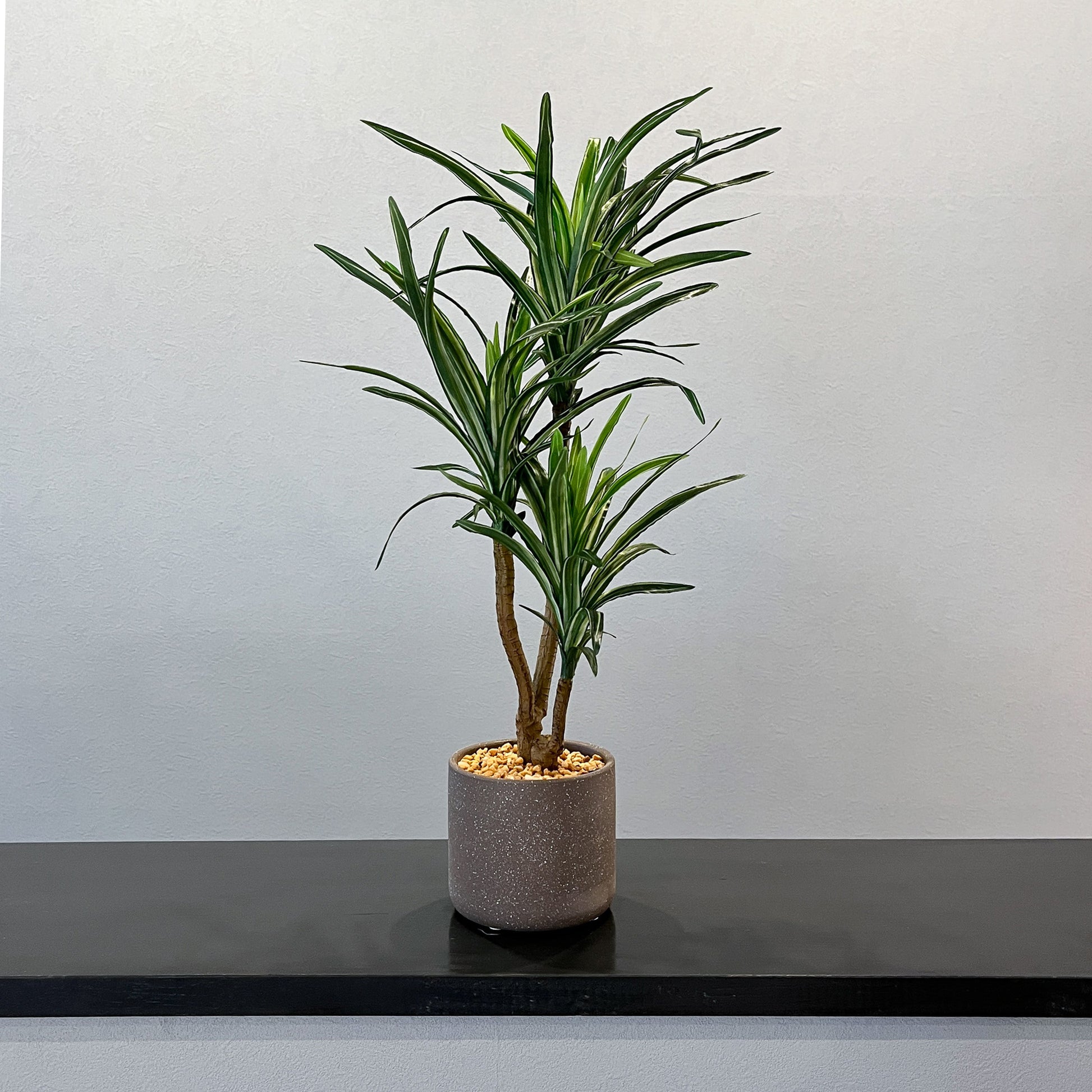 ユッカ CEMENT POT　全体写真