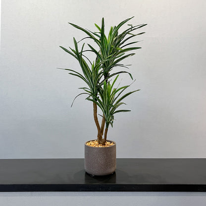 ユッカ CEMENT POT　全体写真