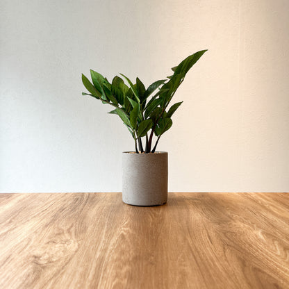 ザミオクルカス CEMENT POTの全体画像。高さ25cm、力強く立ち上がる枝が印象的なフェイクグリーン。